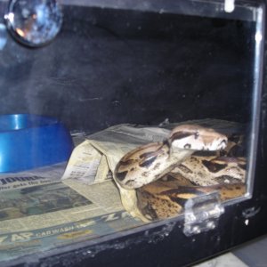 Het albino female