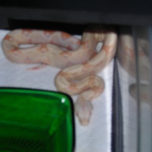 baby albino