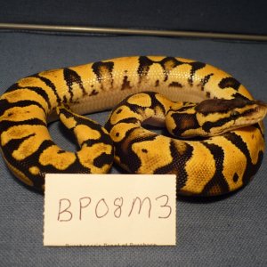 BP08M3-PIC1