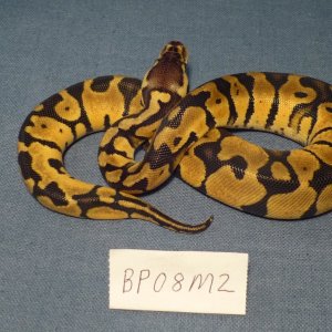BP08M2-PIC1