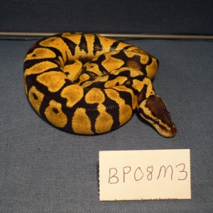 BP08M3-PIC2