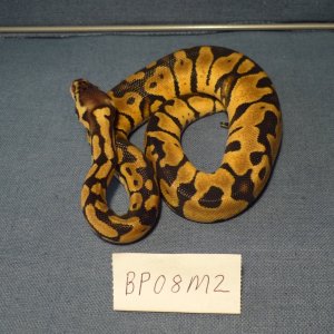 BP08M2-PIC2