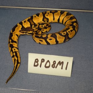 BP08M1-PIC1