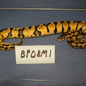 BP08M1-PIC2