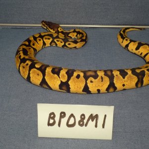 BP08M1-PIC3