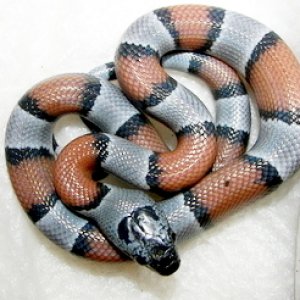 male_02_baby_dk_greyband_hatched_9-1-08_013