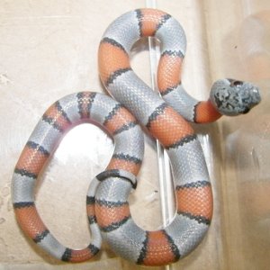 male_01_baby_greyband_hatched_9-1-08_011