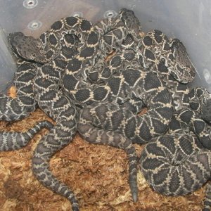 Eastern Diamondback newbons