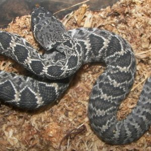 Eastern Diamondback DOB 9-7-08