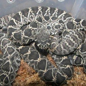Eastern Diamondbacks DOB 9-7-08
