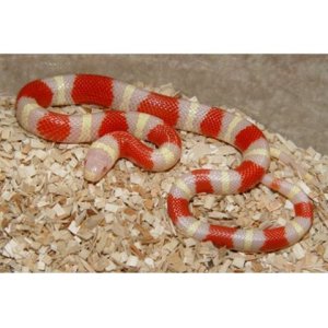 Albino Nelson's  female