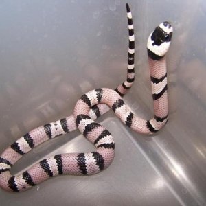 Anery Hondo het ghost  male
