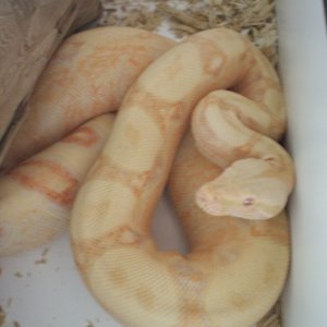 My first Boa Sweet