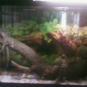 C. similis Spiney Tail Iguana