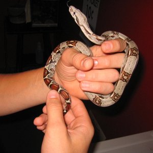 new het albino female!!