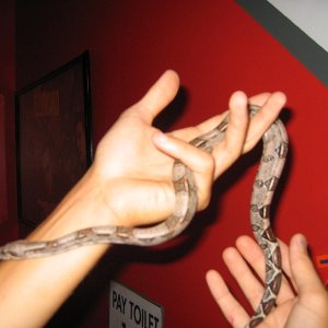 new het albino male!!
