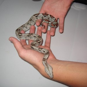 best pic of het albino female