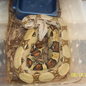 pastel boa