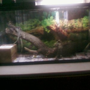 Belize new cage