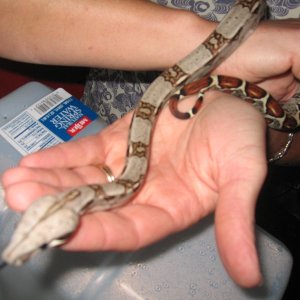 female het albino