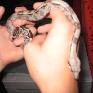 female het albino