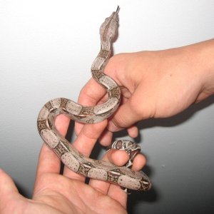 male het albino