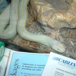 albino
