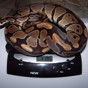 100% Het Albino male for sale