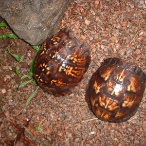 eastern box females