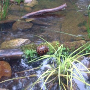 ebt/turtlepond