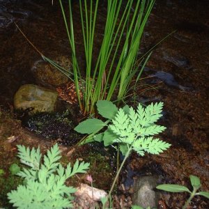 plantings