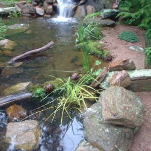 turtlepond