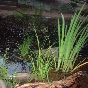 fishpond