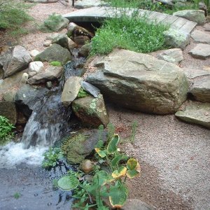 fishpond