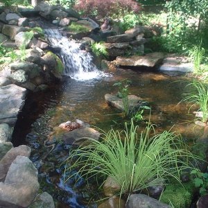turtlepond