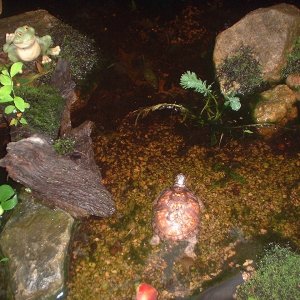 Sweetpea in enclosure waterhole