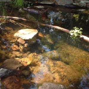 TURTLEPOND