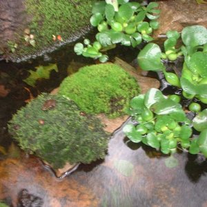 YOUNG FROG