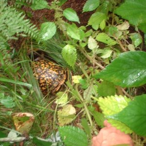 female boxie
