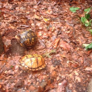 2 females