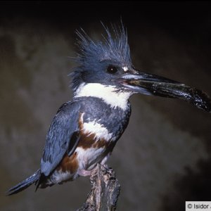 KINGFISHER