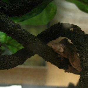 Uroplatus phantasticus Male