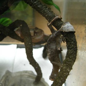 Uroplatus phantasticus Pair