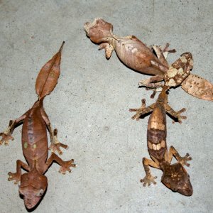 NEW Uroplatus phantasticus trio