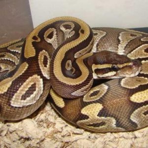 Mojave Male