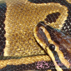 Normal Female