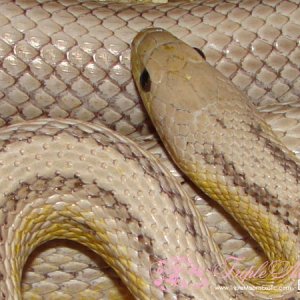 Ghost Stripe Male