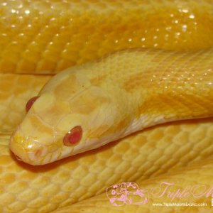 Butter Stripe Female
