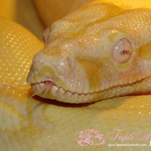 Kahl Albino Female
