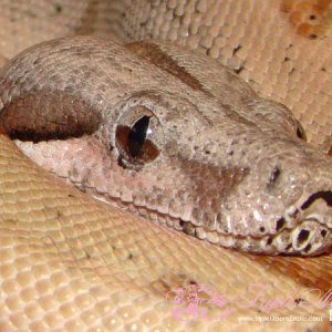 Hypo Male